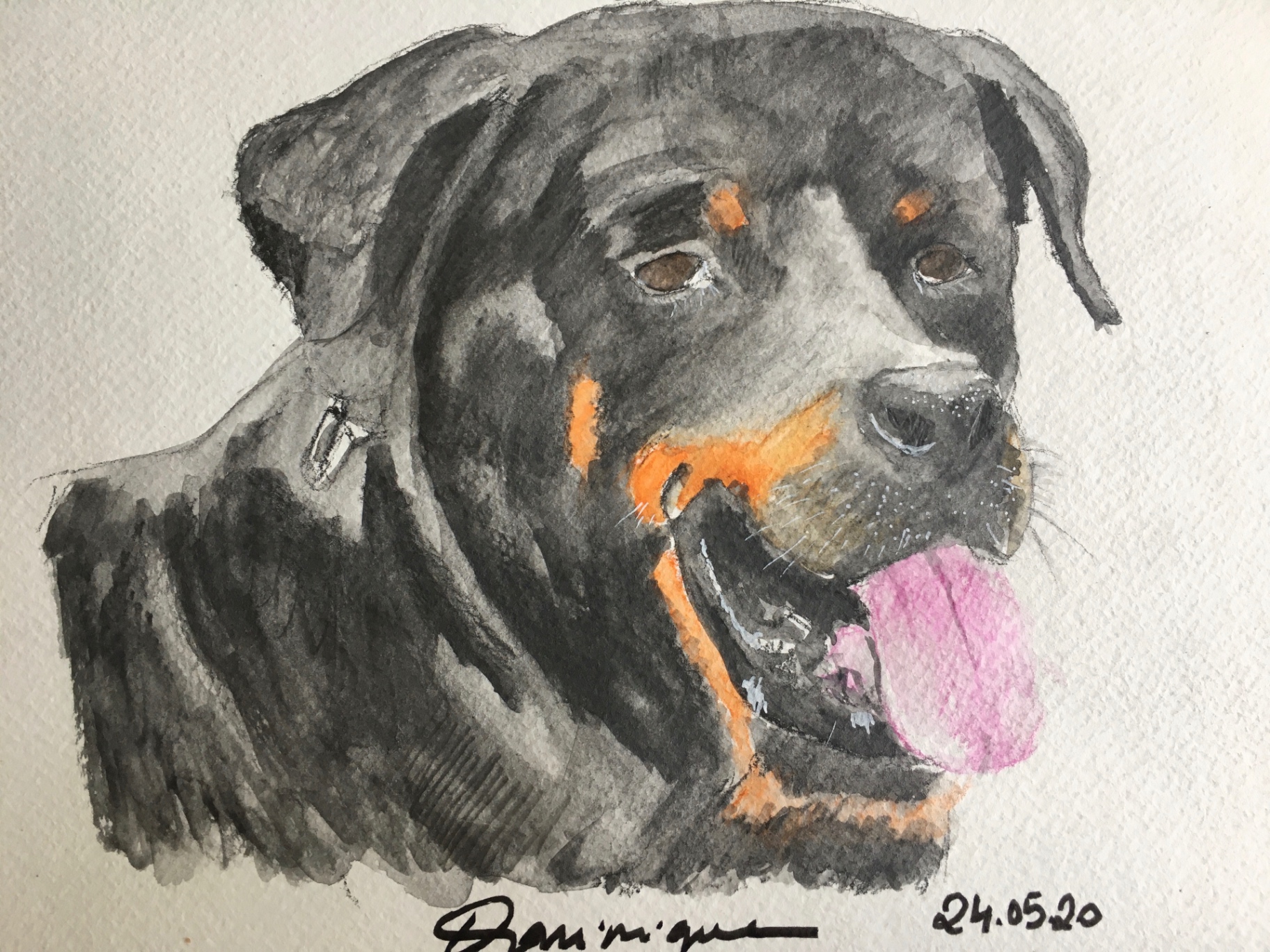 Rottweiler — Aquarelle et encre sur papier, 2020
